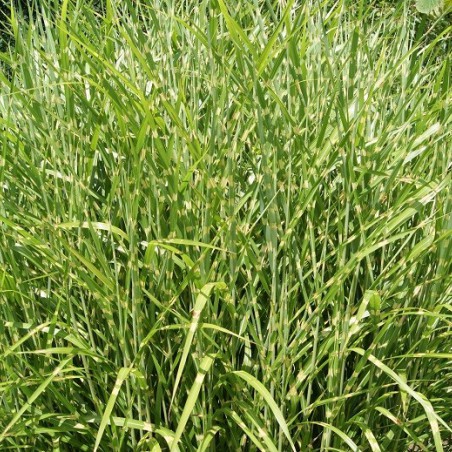 Zebra grass