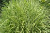 Miscanthus, Roseau de Chine Zebrinus