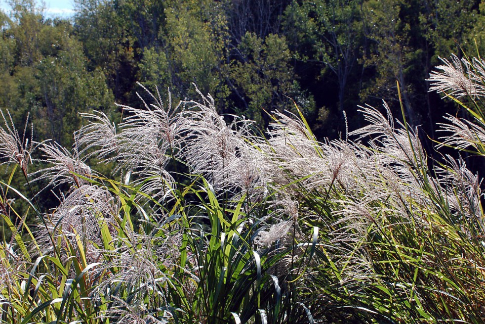 Miscanthus, Roseau de Chine Zebrinus (Severnjc sur Wikipédia anglais, CC BY-SA 3.0 , via Wikimedia Commons)