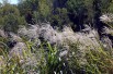 Miscanthus, Roseau de Chine Zebrinus (Severnjc sur Wikipédia anglais, CC BY-SA 3.0 , via Wikimedia Commons)