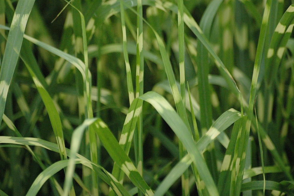 Zebra grass