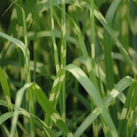 Zebra grass