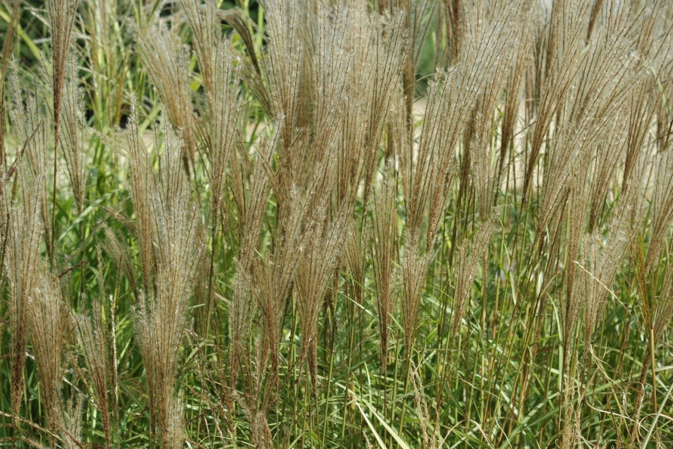Chinese silver grass Kleine Silberspinne
