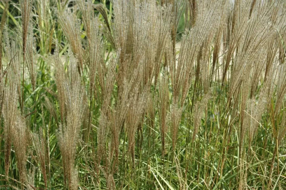 Chinese silver grass Kleine Silberspinne