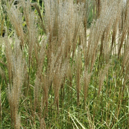 Prachtriet Kleine Silberspinne