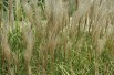 Miscanthus, Roseau de Chine Kleine Silberspinne