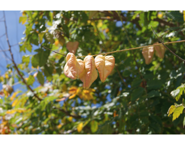 Gele Zeepboom - Koelreuteria Paniculata