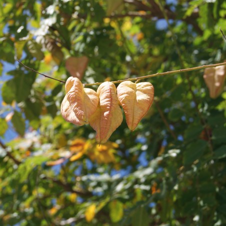 Blasenesche - Blasenbaum - Lampionbaum - Koelreuteria Paniculata