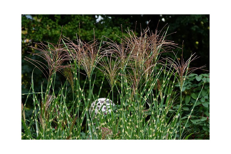 Miscanthus, Roseau de Chine Strictus (Schnobby, CC BY-SA 3.0 , via Wikimedia Commons)