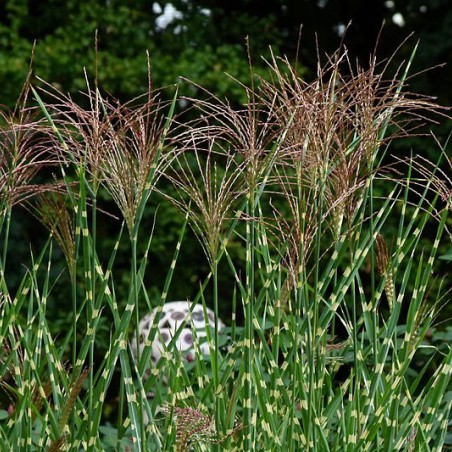 Miscanthus, Roseau de Chine Strictus (Schnobby, CC BY-SA 3.0 , via Wikimedia Commons)
