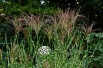 Miscanthus, Roseau de Chine Strictus (Schnobby, CC BY-SA 3.0 , via Wikimedia Commons)