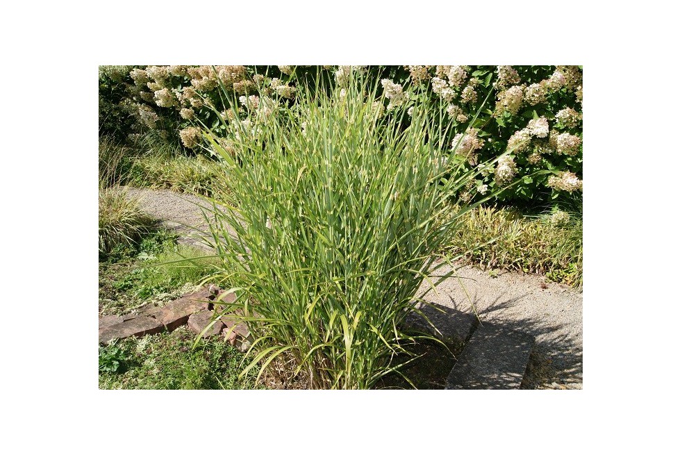 Porcupine grass