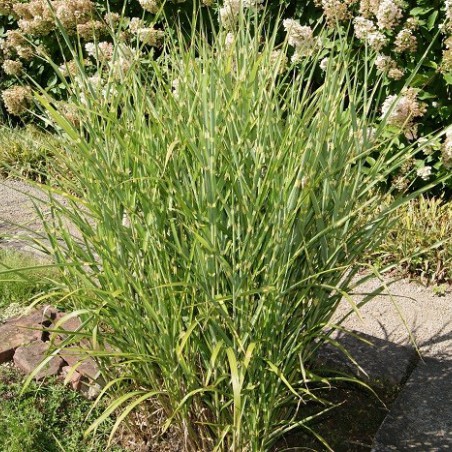 Prachtriet Strictus, Tijgergras