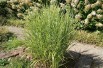 Miscanthus, Roseau de Chine Strictus