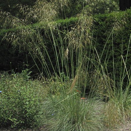 Giant feather grass(A. Barra, CC BY 3.0 , via Wikimedia Commons)