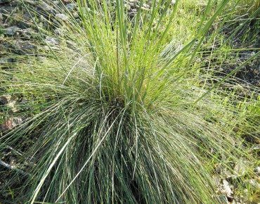 Giant feather grass(Javier martin, Public domain, via Wikimedia Commons)