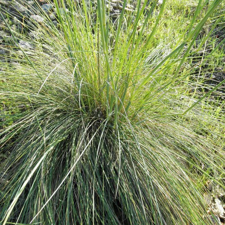 Giant feather grass(Javier martin, Public domain, via Wikimedia Commons)