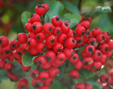 Firethorn Red Column