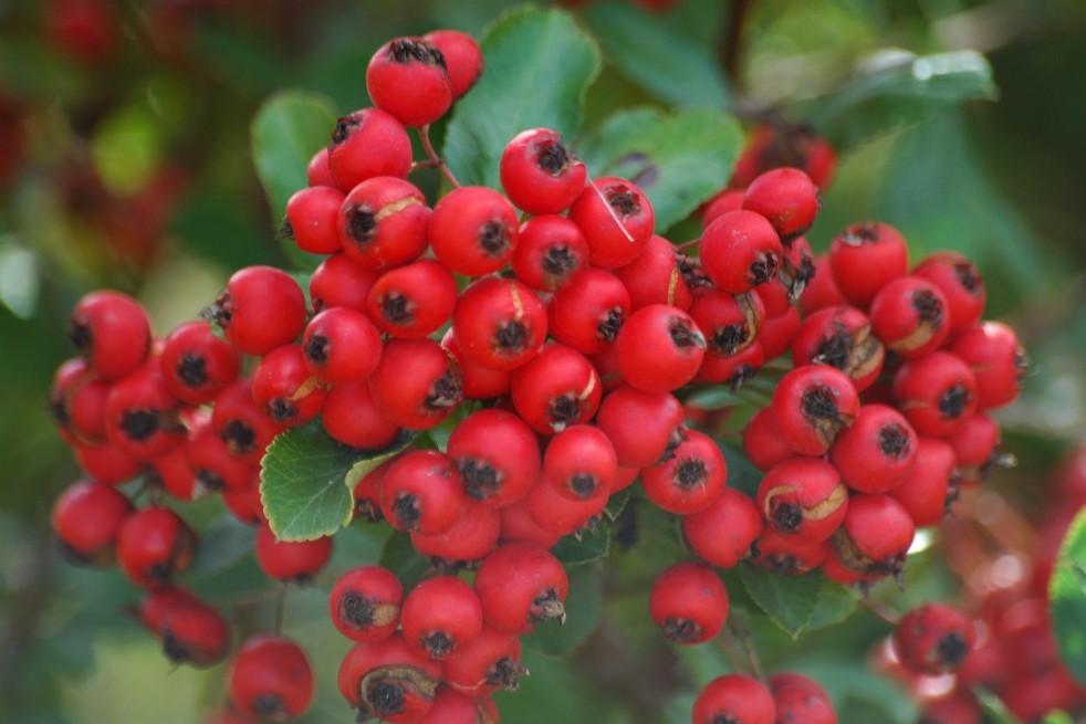 Firethorn Red Column