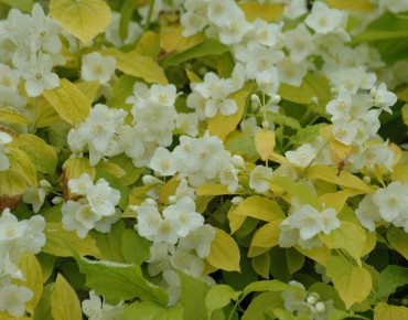 Seringat des jardins doré