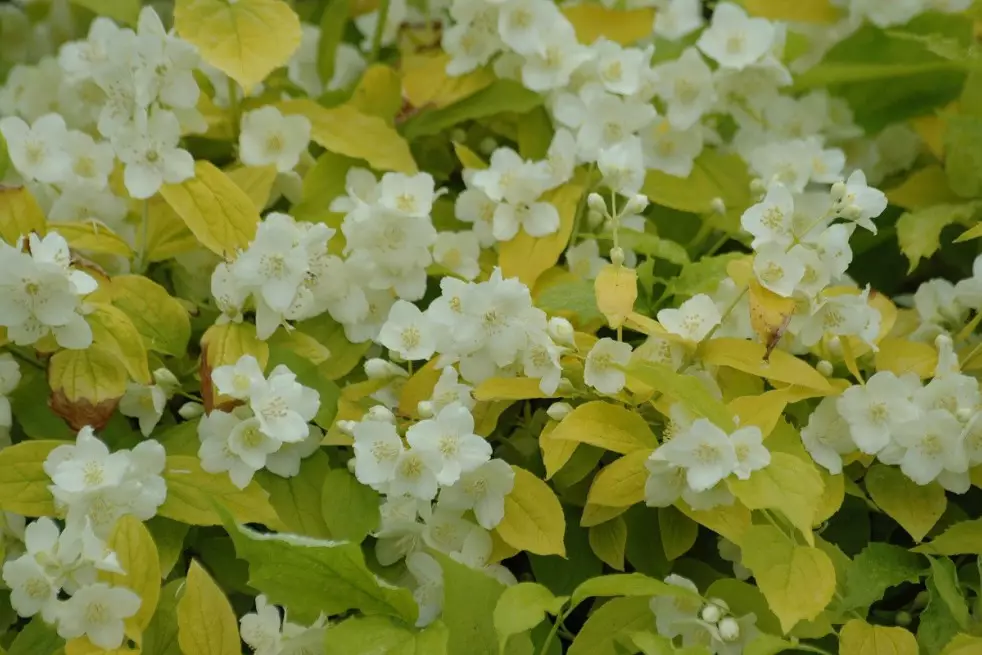 Seringat des jardins doré