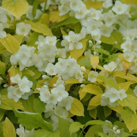 Seringat des jardins doré