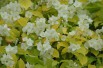 Seringat des jardins doré