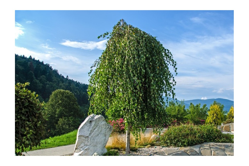 Summer Cascade River Birch