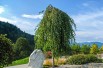 Summer Cascade River Birch
