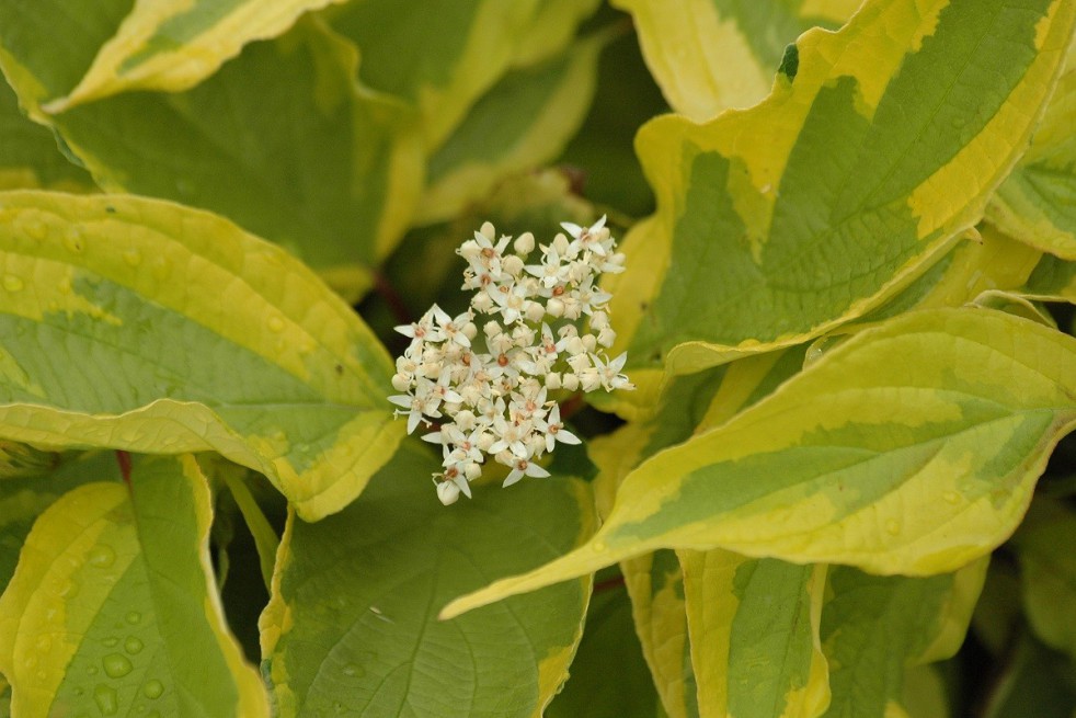 Cornouiller blanc panaché de Gouchault