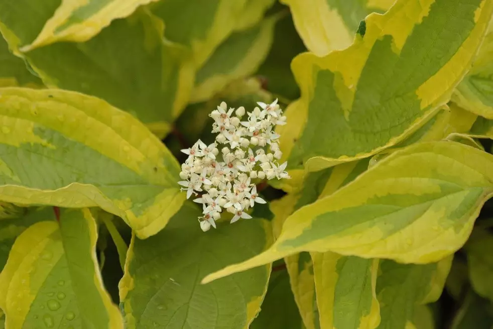 Cornouiller blanc panaché de Gouchault