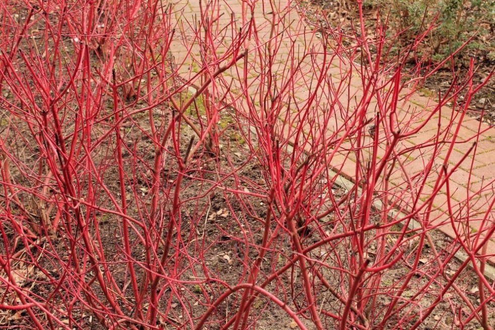 Tartarian dogwood Gouchaultii