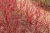 Tartarian dogwood Gouchaultii