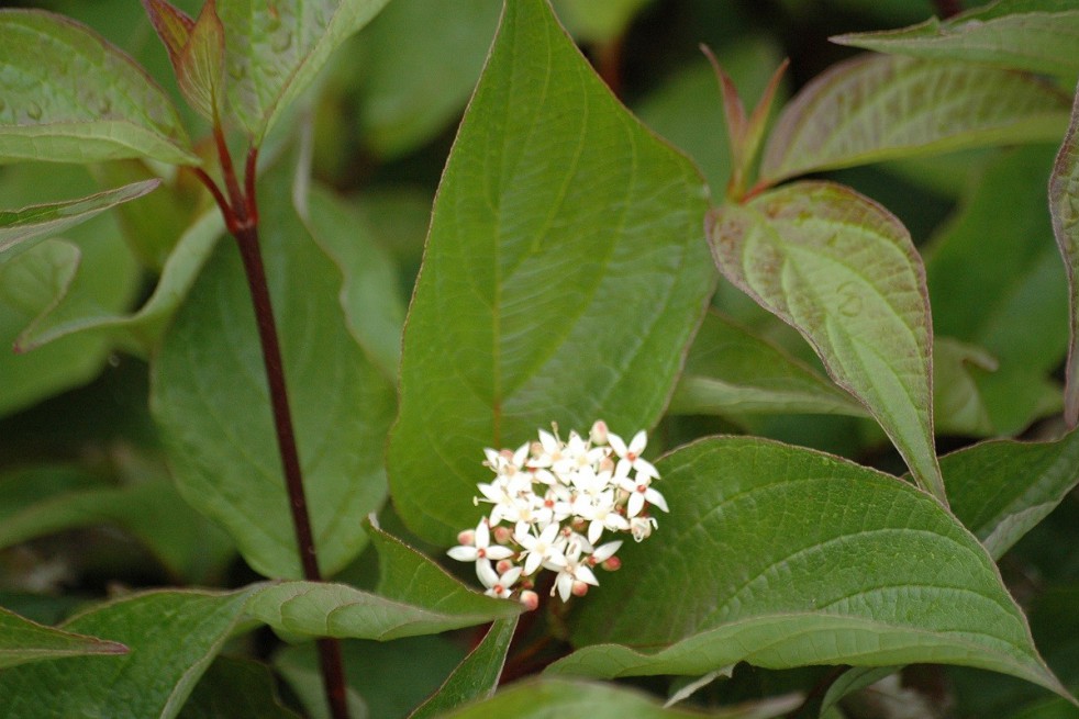 White dogwood Kesselringii
