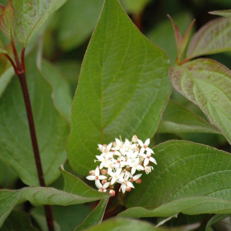 White dogwood Kesselringii