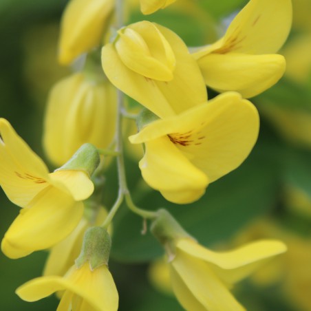 Gemeiner Goldregen - Laburnum anagyroides
