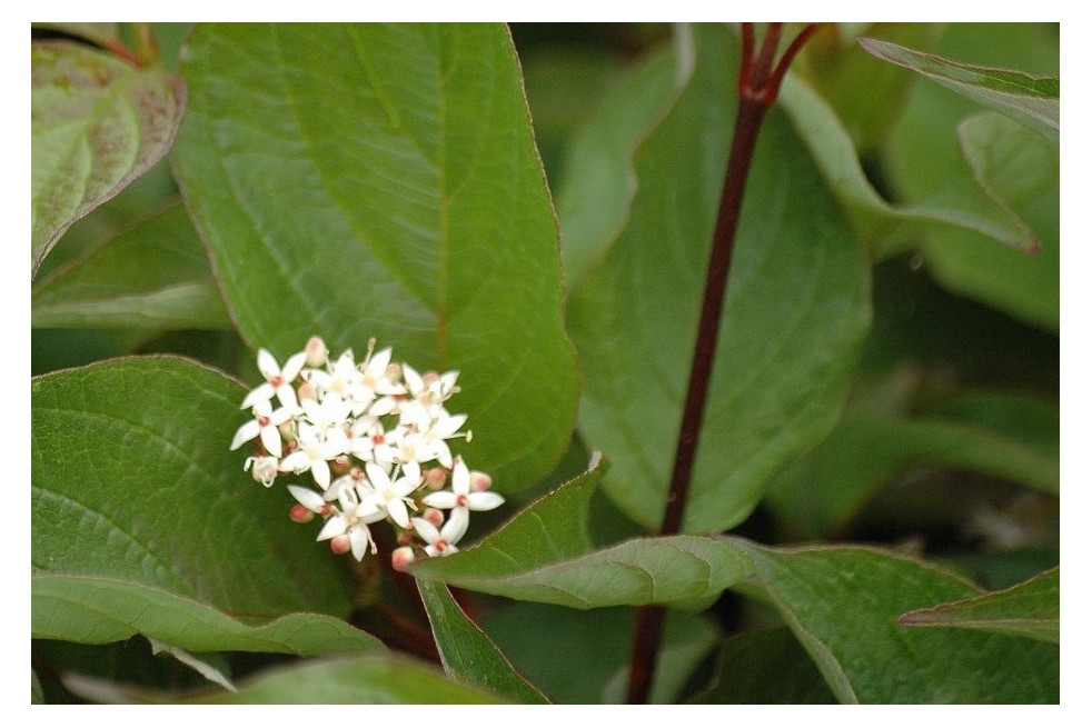 Witte kornoelje Sibirica Witte kornoelje Sibirica