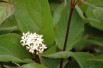 Siberian dogwood