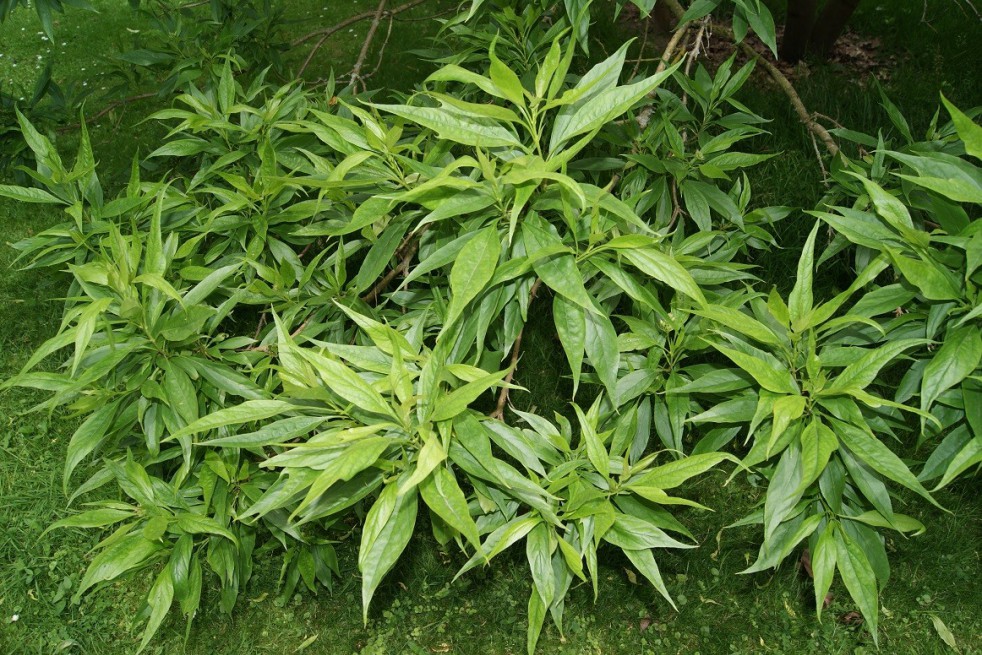 Chitalpa de Tashkent Pink Dawn