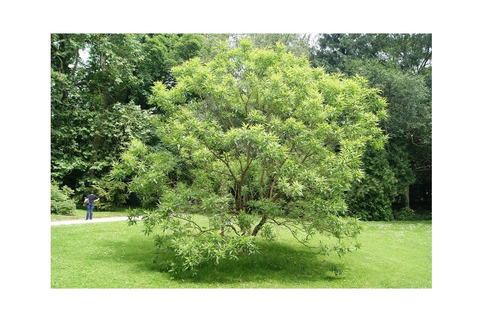 Chitalpa de Tashkent Pink Dawn