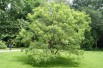 Smalbladige trompetboom Pink Dawn