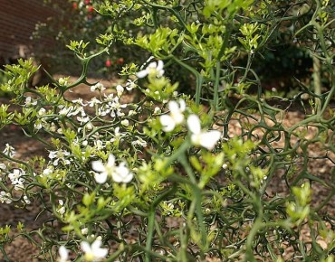 Citronnier du nord tortueux (Photo by David J. Stang, CC BY-SA 4.0 , via Wikimedia Commons)