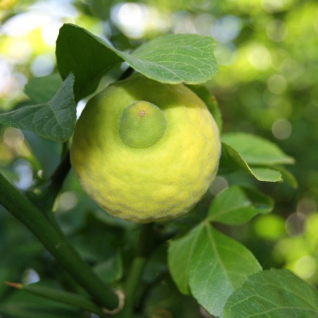 Citronnier du nord tortueux