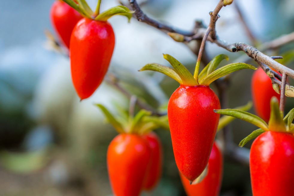 Diamond-leaf Persimmon (Kazuhiro Tsugita, CC BY 3.0 , via Wikimedia Commons)