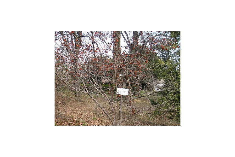 Diamond-leaf Persimmon(Daderot, Public domain, via Wikimedia Commons)