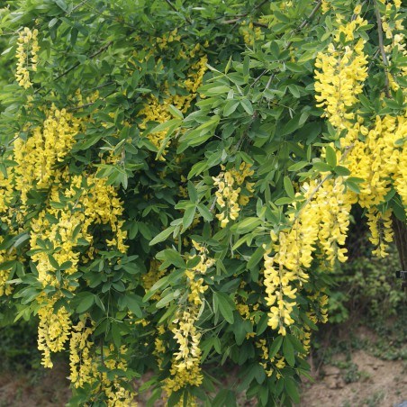 Golden Chain - Laburnum anagyroides