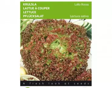 Laitue frisée lollo Rossa BIO