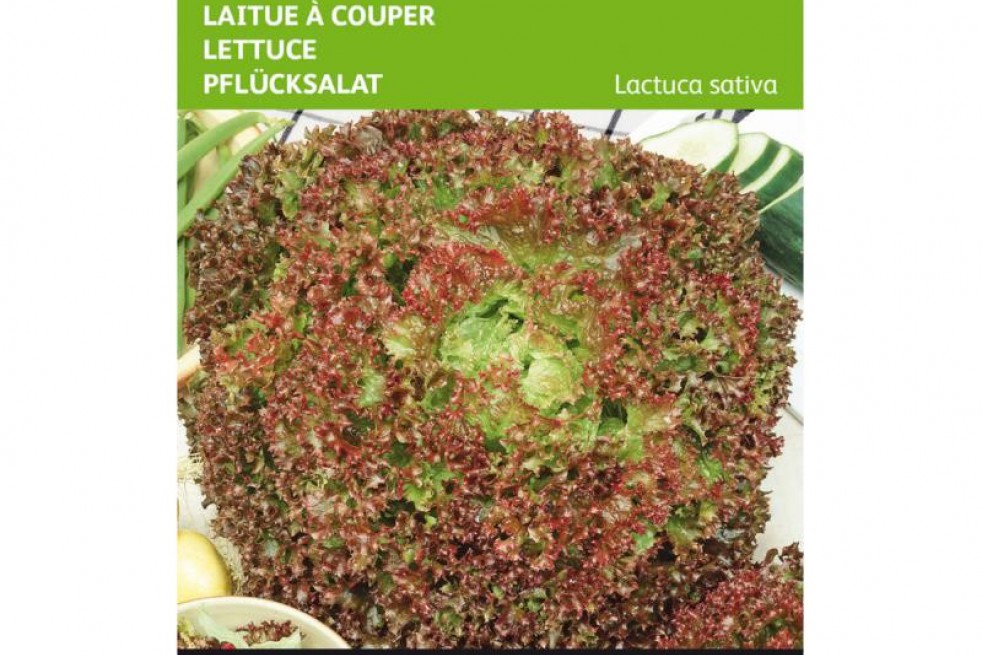Laitue frisée lollo Rossa BIO Laitue frisée lollo Rossa BIO