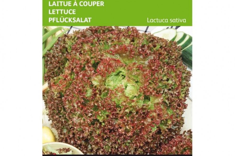 Laitue frisée lollo Rossa BIO