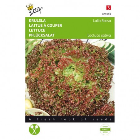 Laitue frisée lollo Rossa BIO